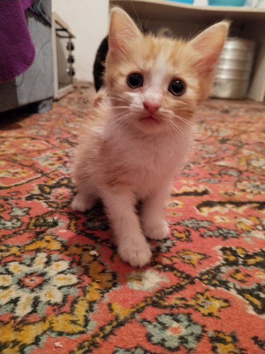 Отдаю котят в добрые руки