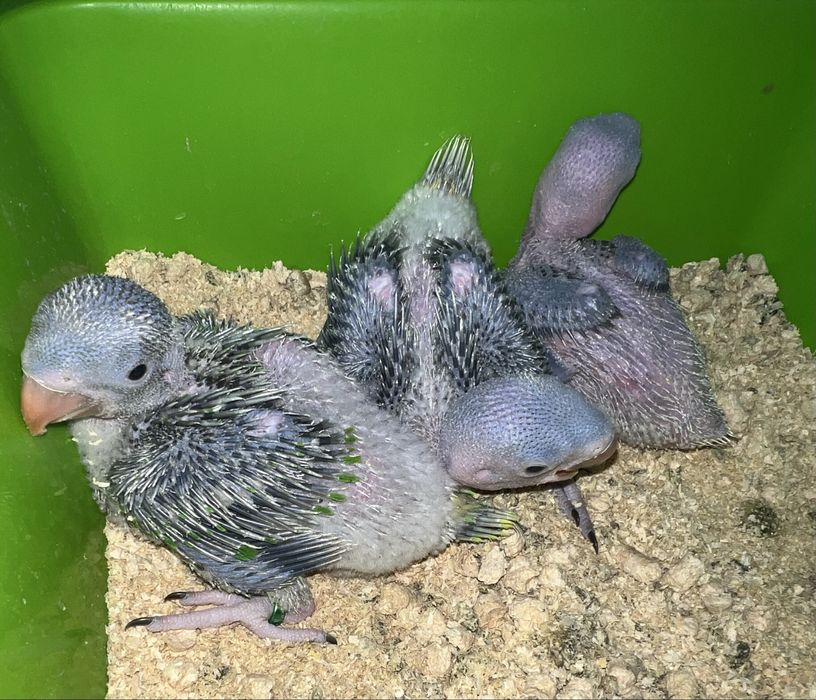 Продам Александрийских попугае выкормыши