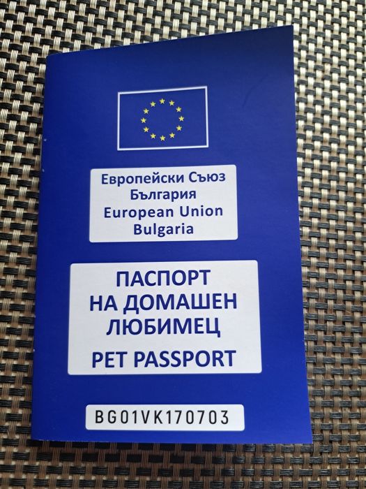 Шотландско котенце