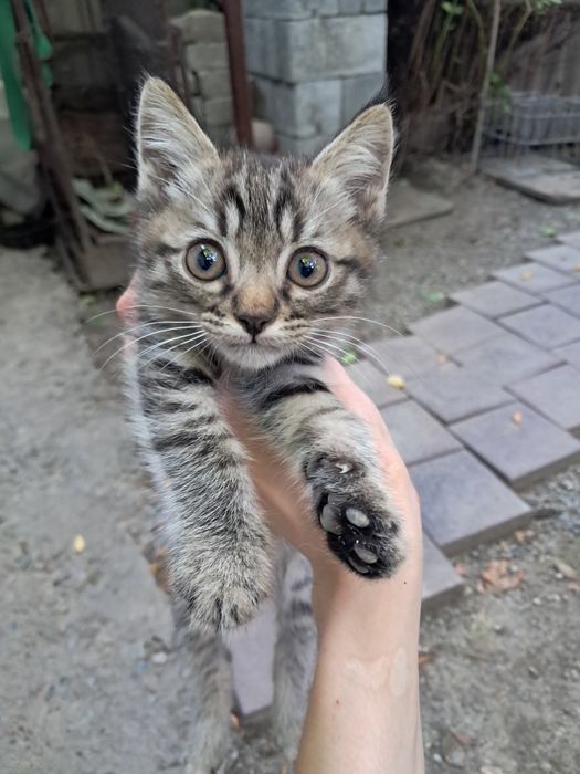 Котёнок в добрые руки