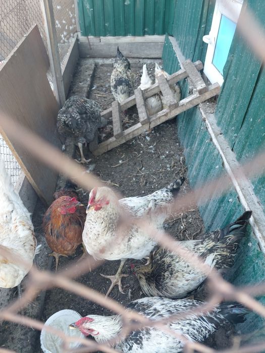 Продам петухов молодых