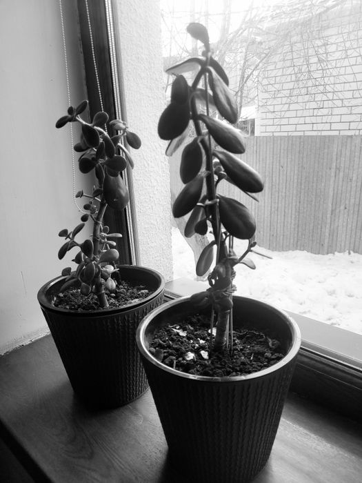 Комнатные цветы, денежные дерево