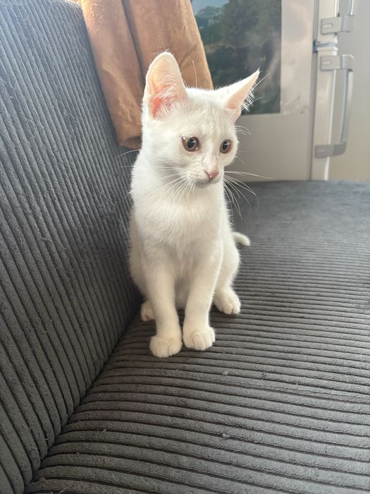 Малко бяло  коте
