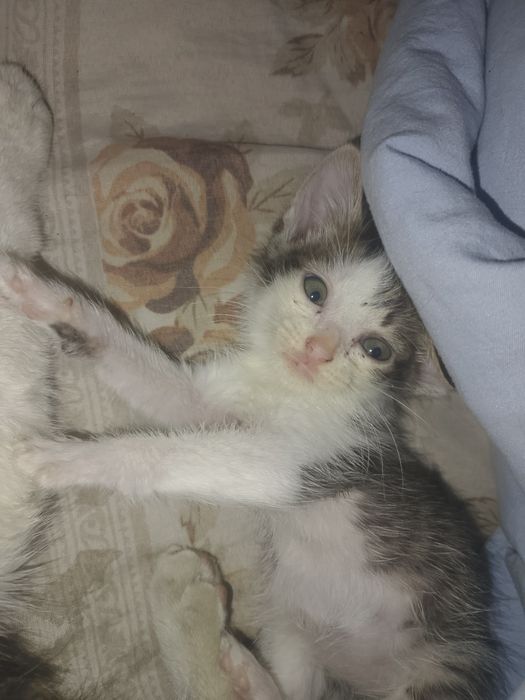 Отдам котёнка в добрые руки