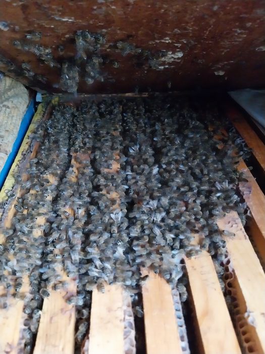 Vând familii de albine puternice,populate pe 6-9 rami .