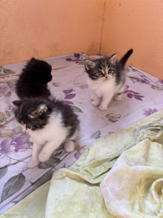 Отдам котят в добрые руки