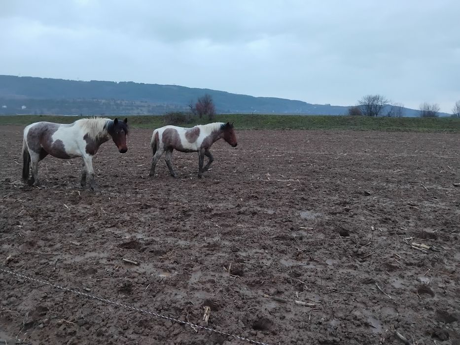 Продавам  женско конче