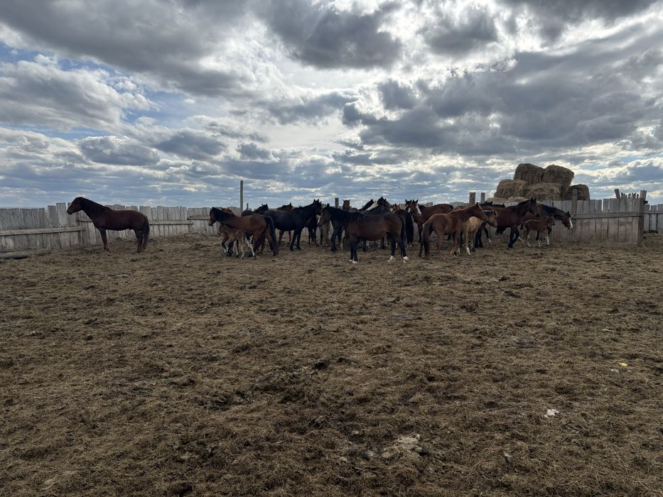 Продам табун лошадей