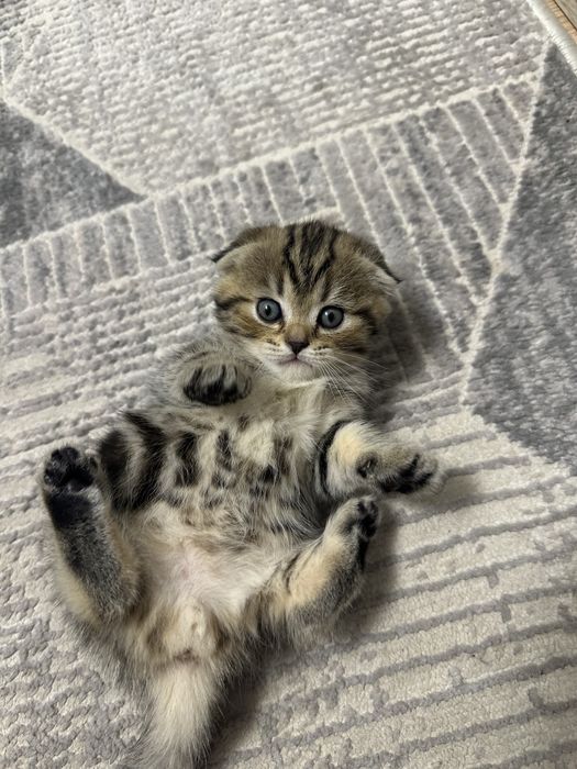 Вислоухие котята