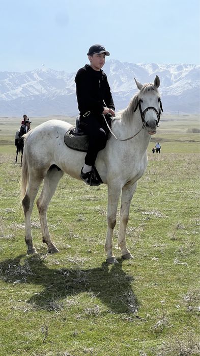 Лошадь, англоараб, жеребец, донен, байге