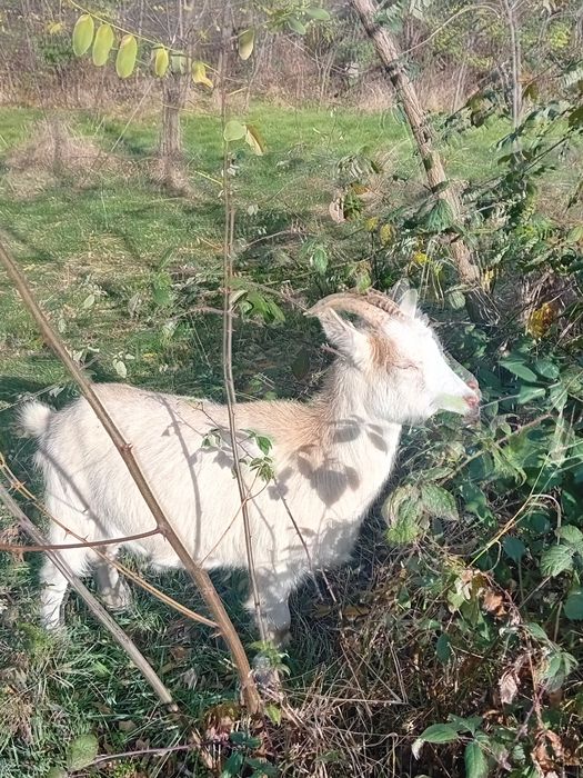 Vând capre și oi!