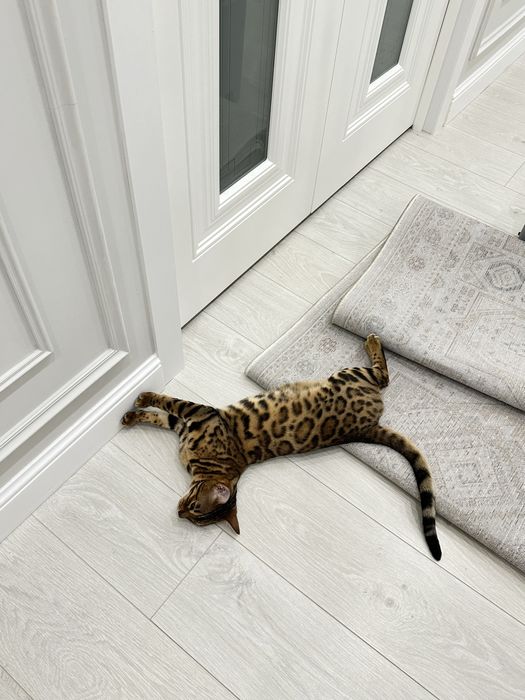 Кошка бенгальской породы