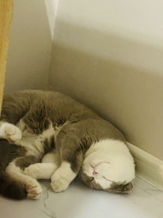 Vyazka, scottish fold