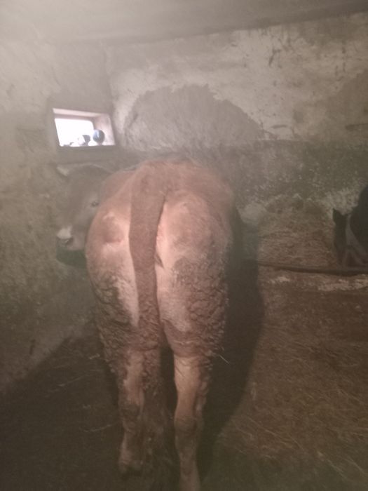 Vand vaci si o junca