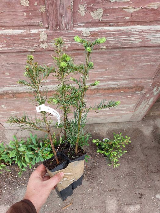 Pachet 30 buc. puieti Mixt containerizati brad, molid, pin- 10 specii