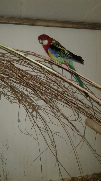 Попугаи розелла.