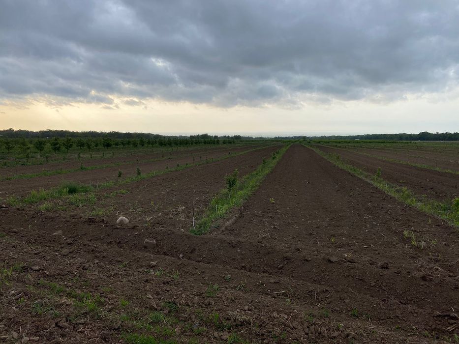 Продам яблоневый сад