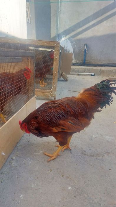 Кизил ху́розлар сотилади... 250 бор...