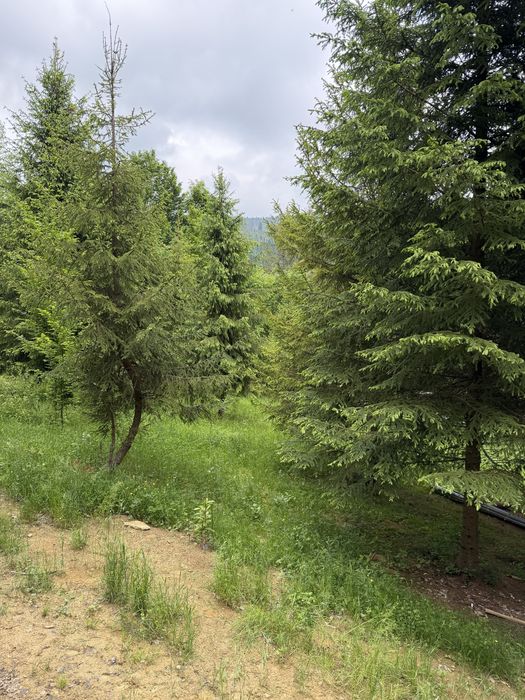 Teren Sucevita intravilan 2700