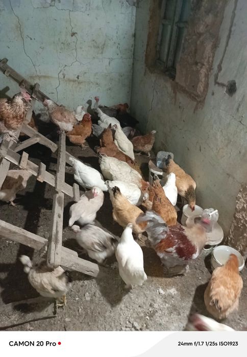 Тауықтар сатылады