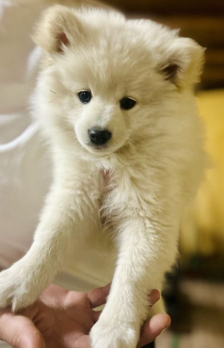 Мини шпиц 2 месеца с паспорт