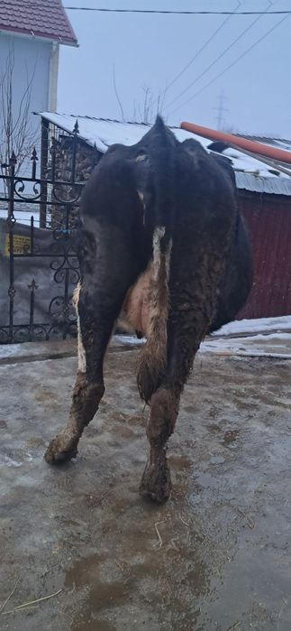 Vând vacă gestanta