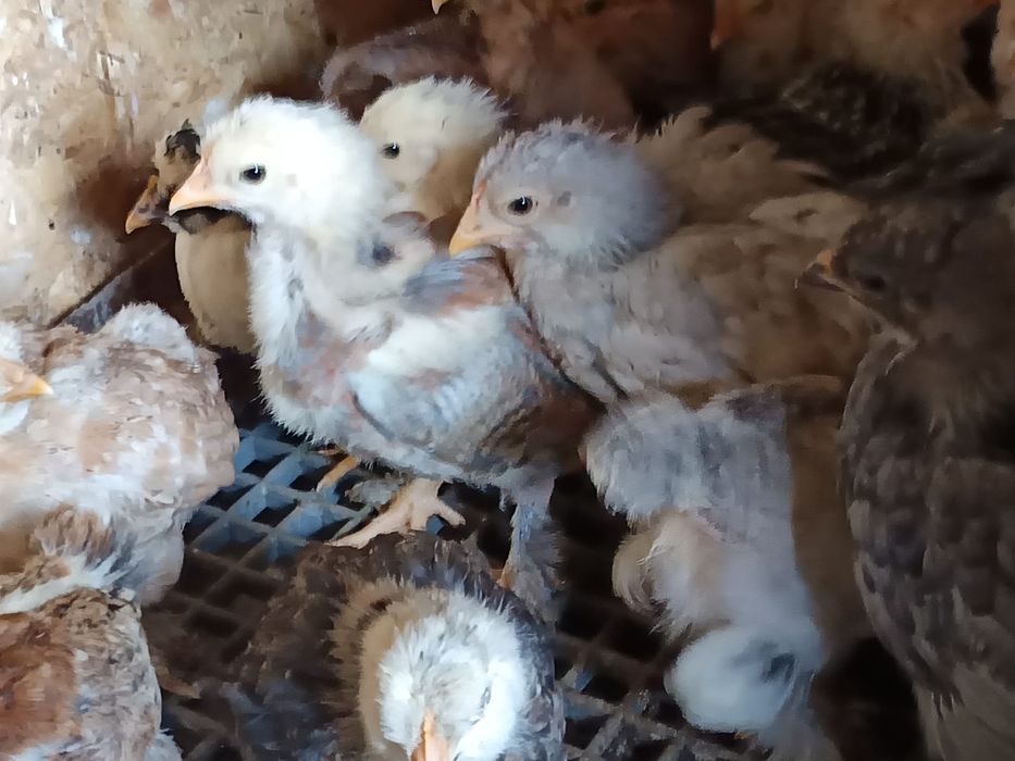 Pui Brahma, motați si din oua verzi și cocoși de anul trecut