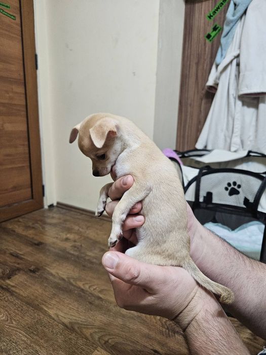 Кученца чихуахуа