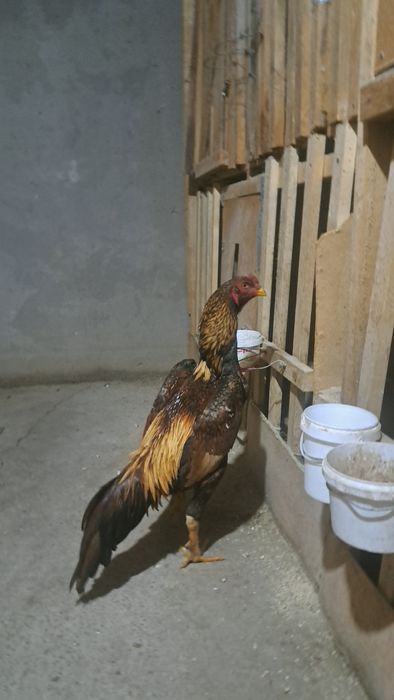 Бойцовый петухи дакан