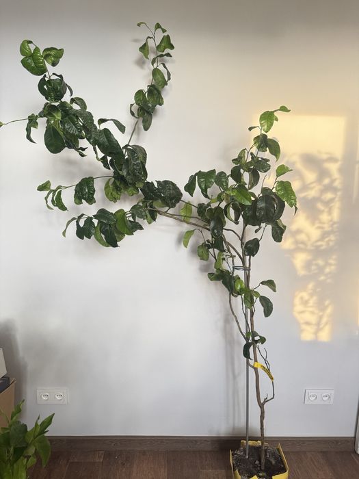 Продам комнатные растения