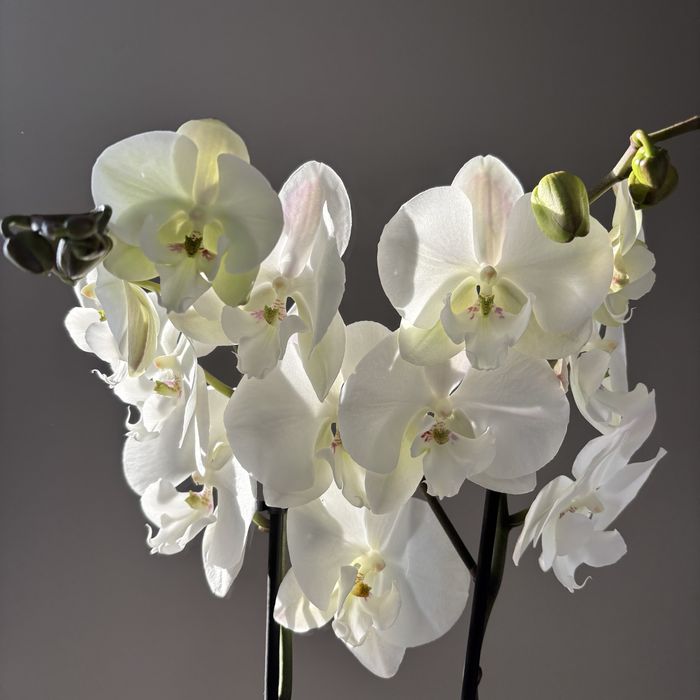 Орхидеи 70 см! На 8 марта! Нидерланды