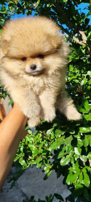 Померан померанчета