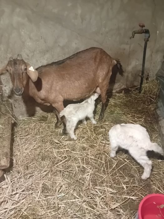 Alpina franceza fatata