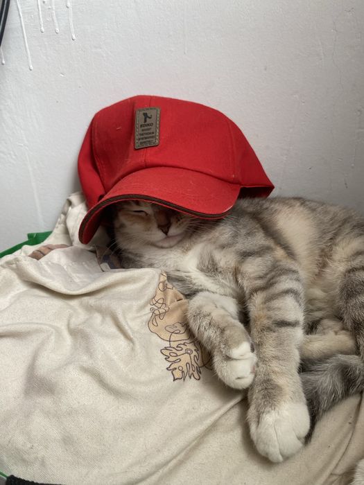 Котятки породистые