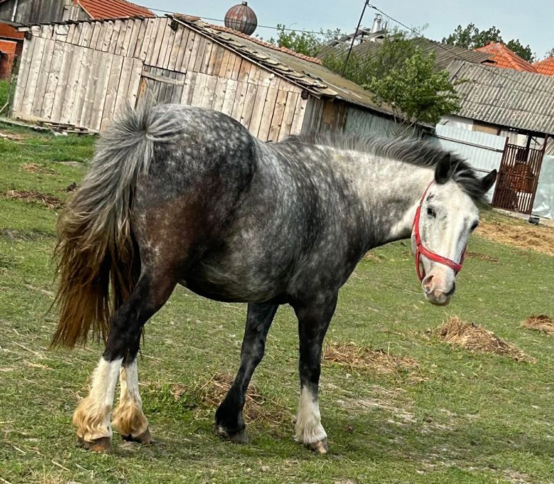 Iapa de 7 ani cu mânză