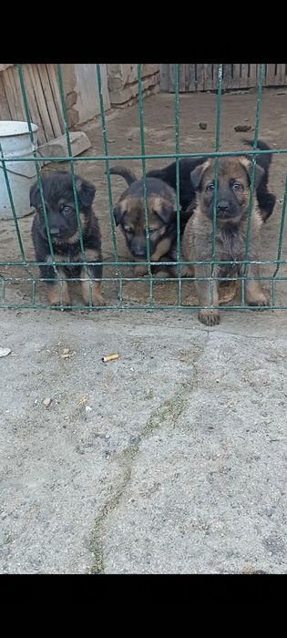 Работни немски овчарки