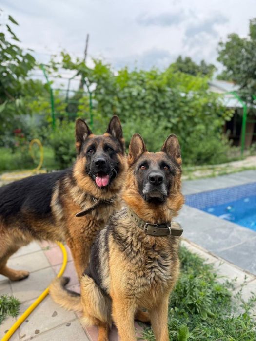 Щенки немецкой овчарки