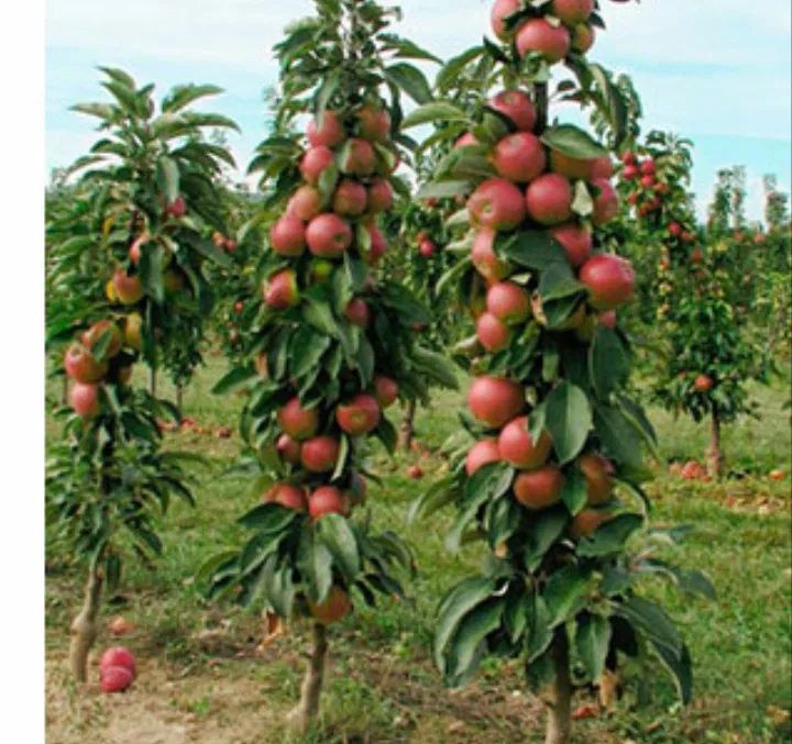 Pomi fructiferi columnari calitate deosebita