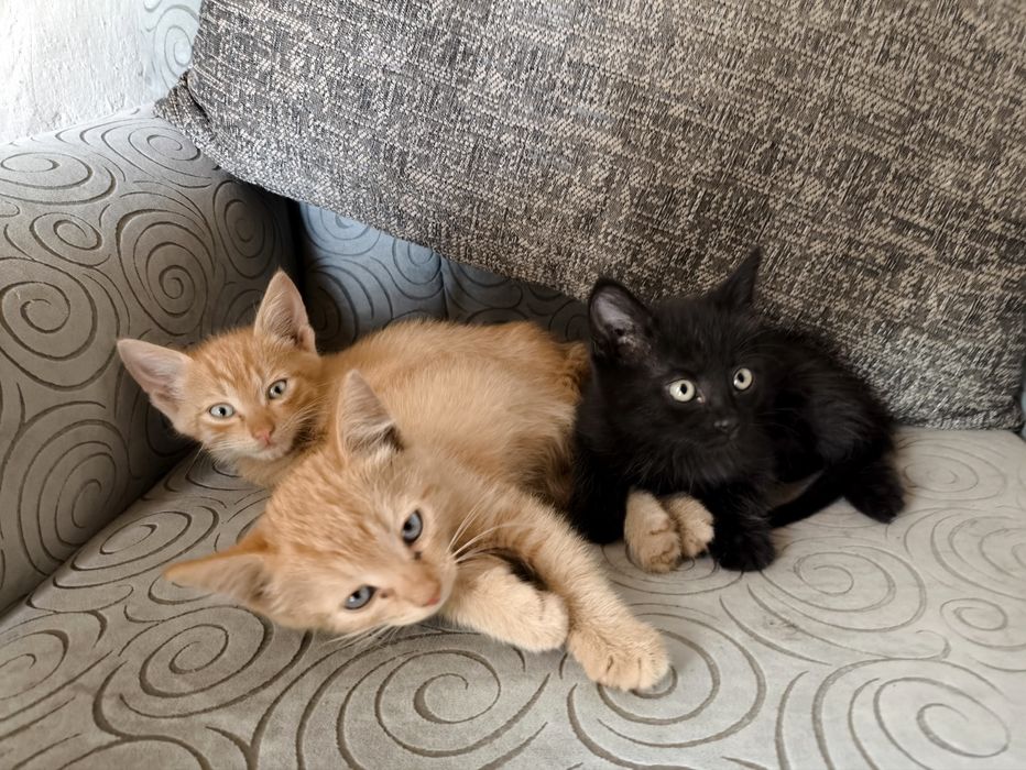 Котята ищут хозяев