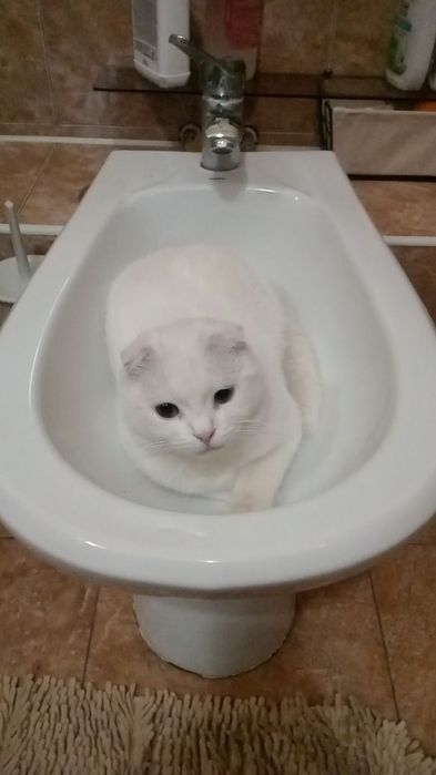 Отдам кота бесплатно