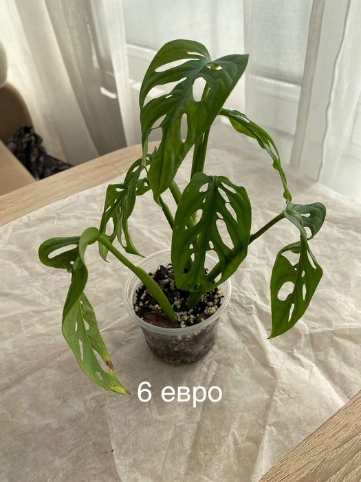 Монстера Манки Маск