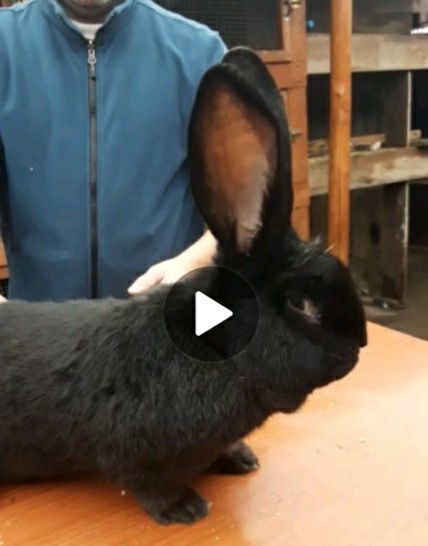 Vand iepuri pentru mai multe detalii sunați la nr tel de