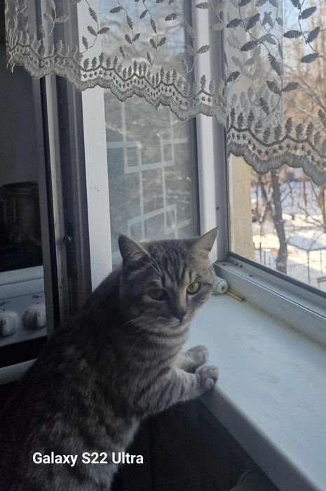 Кошка мальчик 1,5