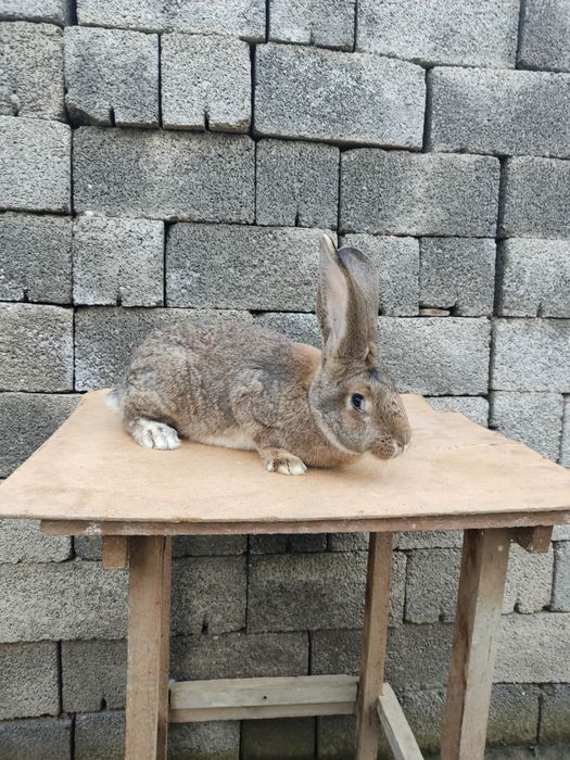 Фландр     самка