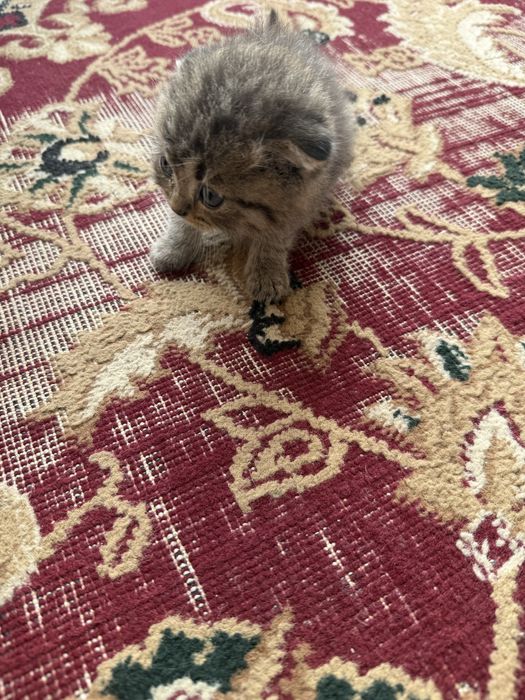 Котят, скотттиш-фолд и страйт