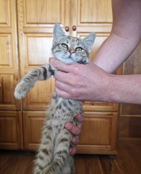 Коте Кая на 2 месеца търси дом