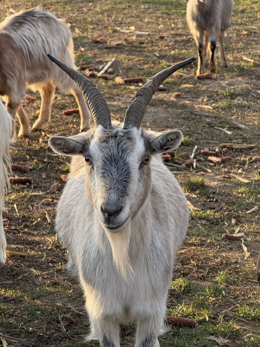 Vând capre românești