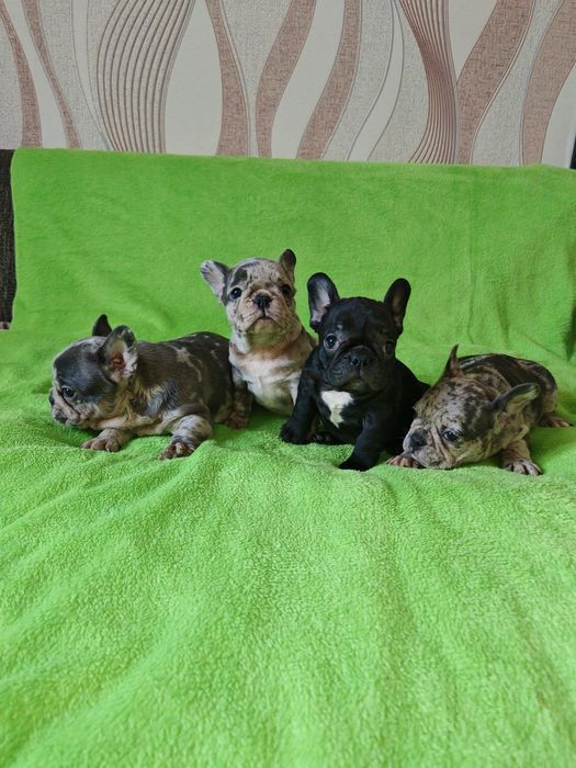 Предлагаю щенков Французский бульдог