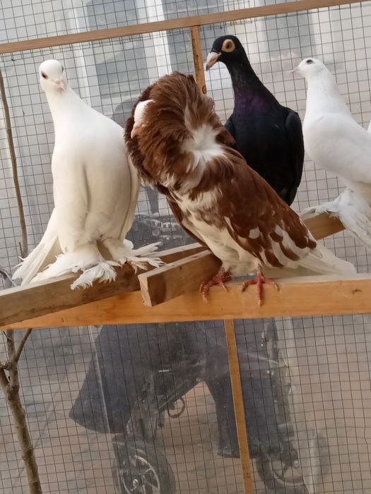 Якобин каптар сотилади