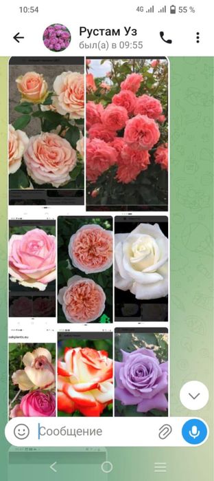 Продам саженцы роз